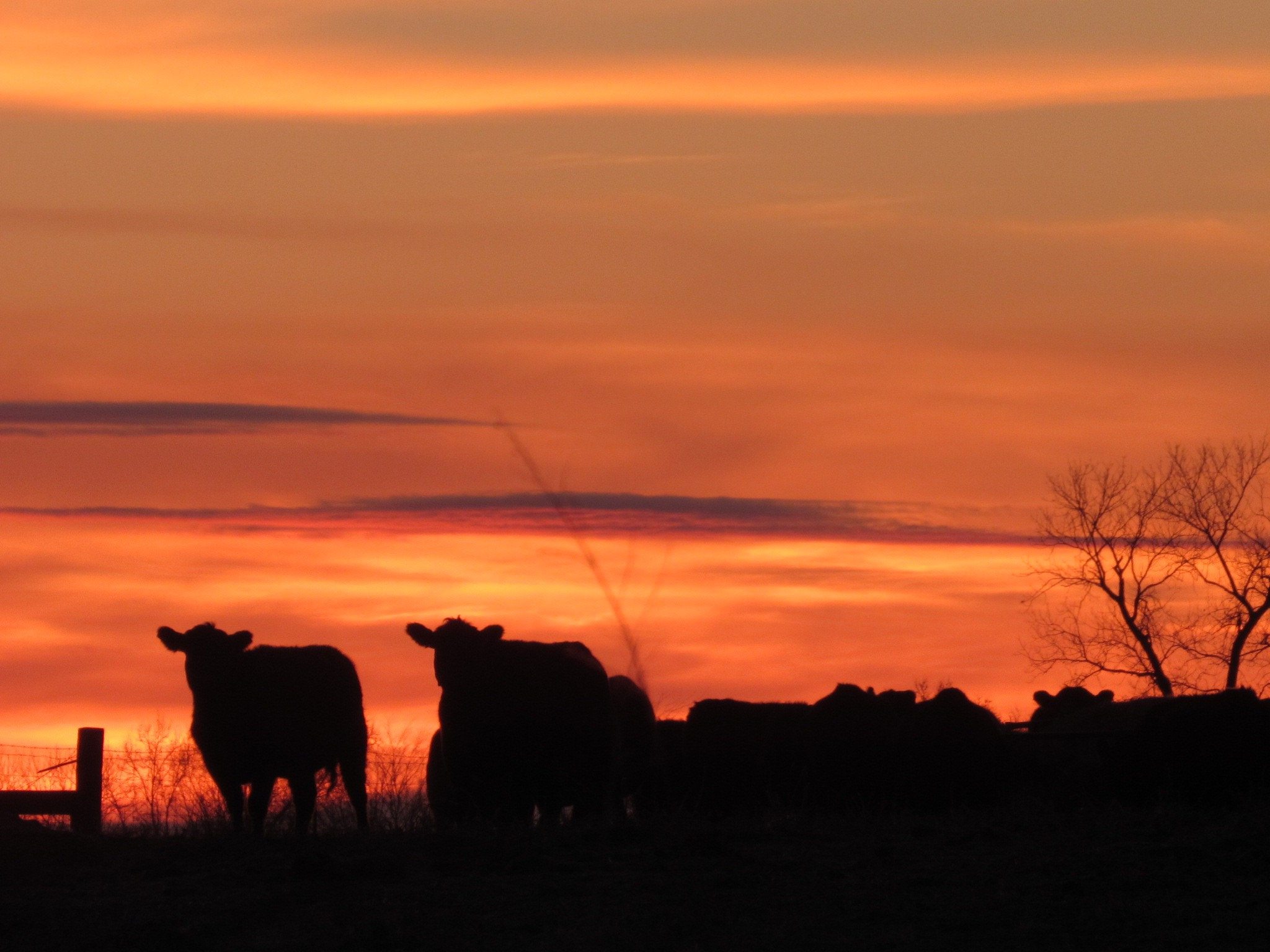 Sunset Cows - Cate Gusentine - 12 yrs - USA